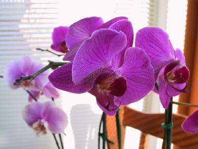 Birthday Orchids