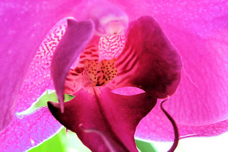 20100411_14orchid